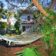 hammockviewtorearofhouses-small