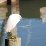 Perched Snowy Egret