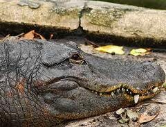 Alligator Farm