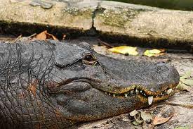 Alligator Farm