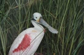 GTM National Reserve