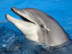 Marineland Dolphin Adventure