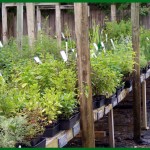 Maggie's Herb Farm - St Augustine