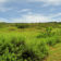 marshviews