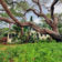 sideoaktreeviews