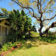 sideviewoaktrees