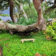 oaktreeparks-copy