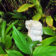 a-snippet-from-the-garden